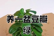 以豆瓣绿水培怎么生根（绿水培豆瓣种植指南）