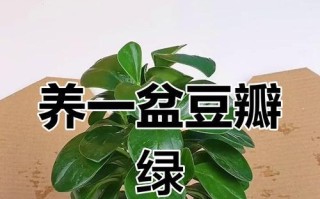 以豆瓣绿水培怎么生根（绿水培豆瓣种植指南）