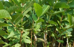 荔枝的种植和生长周期剖析（探究荔枝的适宜种植时间、生长周期及所需条件）
