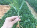非洲茉莉繁殖及注意事项（了解非洲茉莉的生长习性和如何正确繁殖）