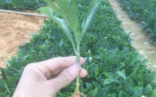 非洲茉莉繁殖及注意事项（了解非洲茉莉的生长习性和如何正确繁殖）