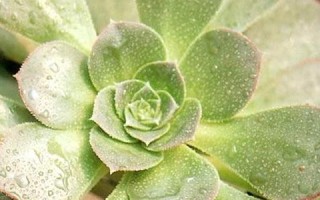 如何拯救发蔫的红缘莲花掌叶片？（挽救悲情，还原繁荣）