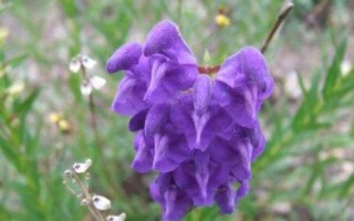黄芩种子的发芽时间（从播种到出苗需要几天？一文详解）