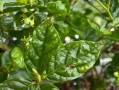 茉莉花叶子变黄了是怎么回事？（茉莉花叶子变黄的原因及解决方法）