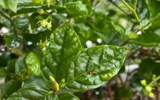 茉莉花叶子变黄了是怎么回事？（茉莉花叶子变黄的原因及解决方法）