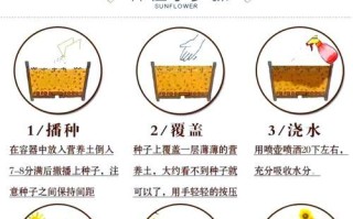 如何正确养护风信子球（掌握关键技巧，让风信子持续开花）
