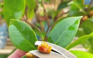 茶花花蕾的干枯及补救方法（茶花花蕾干枯原因分析及有效护理技巧）