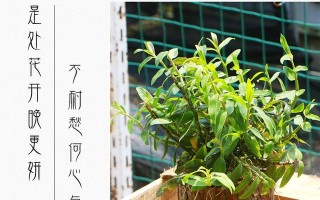 如何养护米斛盆景（米斛盆景的养护细节及注意事项）