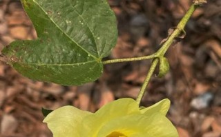 如何养护锦葵种子——打造一片锦绣花海（从播种到开花，教你轻松栽培锦葵）