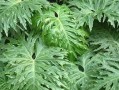 春羽长白色虫子的防治方法（保护作物免受春羽长白色虫子侵害的有效措施）