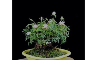 姬月季花语——绚丽多彩（探究姬月季的多彩世界）
