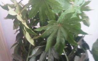 如何修剪八角金盘（打造美丽的盆景）