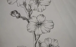 以勿忘我鲜花的绘画技巧与表现方法（轻松学会画出逼真的勿忘我花朵，让作品充满生机）