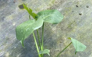 龟背竹能否淋雨？（龟背竹的适应能力及种植注意事项）