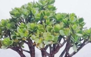 选择合适的花盆让玉树更美（为你的玉树添一抹绿意）