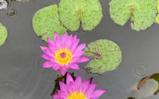 水莲——一种美丽的水生植物（探秘水莲的生长环境、特点与分类）