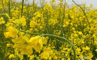 油菜花是单性花吗？（了解油菜花的性别特征及结构构造）