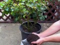 家庭制作花肥料的方法与技巧（打造绿色家庭花园的秘诀与经验）