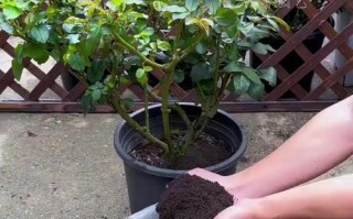 家庭制作花肥料的方法与技巧（打造绿色家庭花园的秘诀与经验）