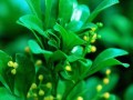 如何让米籽兰开出最多的花朵（轻松掌握米籽兰花期管理技巧，让它绽放生命的美丽）
