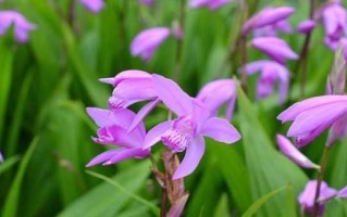 如何科学施肥，让白芨成长更健康（选对肥料，助力白芨生长）