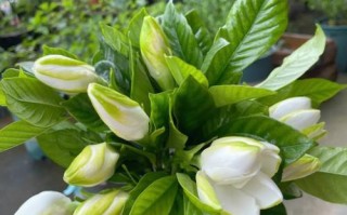 黄金梅开花时间（揭秘黄金梅开花时间的神秘规律）