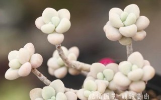 全面了解艾伦多肉的养殖方法（种植艾伦多肉，你需要知道的全部细节）
