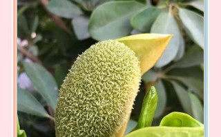 美味煲汤的秘密——菠萝蜜花瓣独具风味（探索菠萝蜜花瓣在煲汤中的独特用途）
