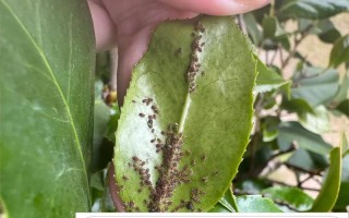 阿司匹林可否用于茶花的浇水？（揭开阿司匹林促进茶花生长的神秘面纱）