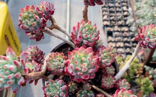蓝苹果的养护技巧（打造健康又美丽的果树）