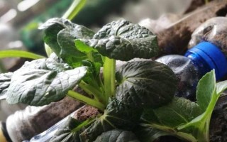 生菜的浇水方法（让生菜健康生长的秘诀）