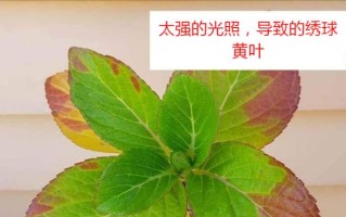 多肉植物叶片发黄原因及处理方法（探究多肉植物黄叶现象/黄叶治疗全攻略/多肉爱好者必备的护理技巧）