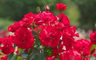 红木香花的养护方法（让您的红木香花常青常艳）