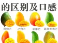 芒果的开花季节（探究芒果的花期，带你了解芒果开花的奥秘）