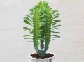 冬季龙骨黄叶的原因和对植物生长的影响（探究冬季龙骨黄叶现象的成因及对植物生态系统的影响）