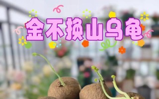 探索圆叶植物的奇妙世界（发现自然奇观，了解植物王国）