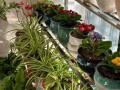 冬季室内花卉养护指南（如何在家中照顾好冬季花卉，让它们在寒冷的冬天依然茁壮成长）