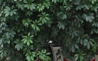 让八方来财旺盛无比的秘诀（掌握这个关键，财运永远旺盛）