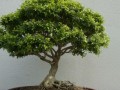黄杨，不仅仅是草本植物（探究黄杨的特点和分类，解开草本植物误区）