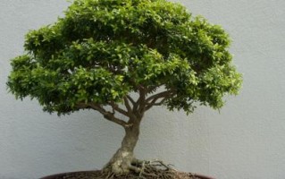 黄杨，不仅仅是草本植物（探究黄杨的特点和分类，解开草本植物误区）