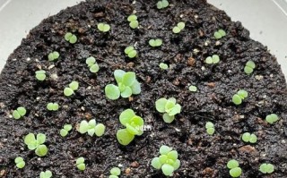 生石花僵苗的防治方法（从根源上避免生石花僵苗的发生）