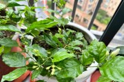如何在北方冬天养护茉莉花