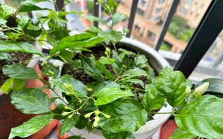 如何在北方冬天养护茉莉花