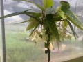竹节海棠枝的生根技巧（掌握关键步骤，助您成功繁殖竹节海棠）