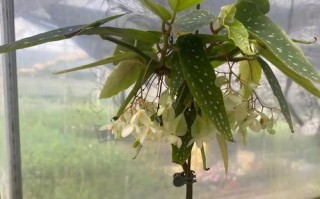 竹节海棠枝的生根技巧（掌握关键步骤，助您成功繁殖竹节海棠）