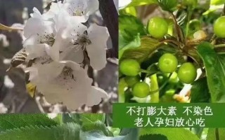 车厘子产地探秘（了解车厘子的原产地和生长环境）