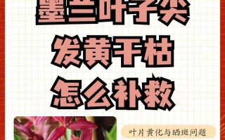 珍珠梅叶子干枯了怎么补救？（有效方法与注意事项，保护您的珍珠梅）