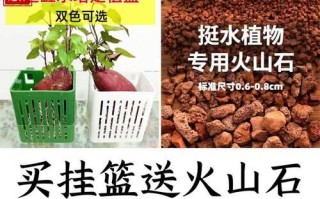 植物杯（用大自然的灵感，打造独特的植物杯，让生活更美好）