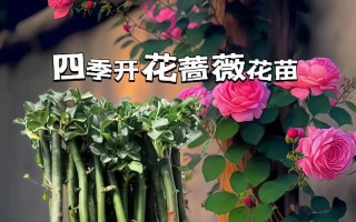 家里种蔷薇花的风水效应（花开富贵，好运常伴）