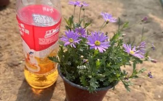 姬小菊的花期及特点（了解姬小菊的生长环境、花色和花语）